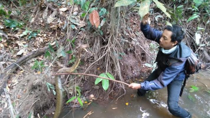 Kisah Amar Taklukkan Ular King Kobra di Riau, Bertarung Hingga Masuk Ke Air