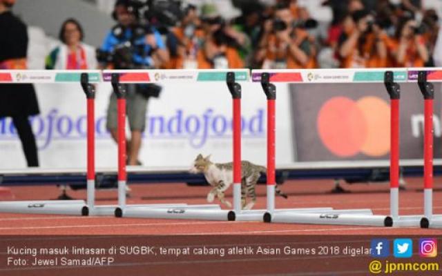 Kucing Siapa tuh Bikin Heboh Asian Games 2018