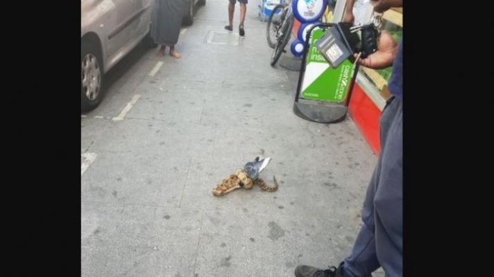 Pertaruhan Nyawa Ular Piton Saat Memangsa Seekor Merpati di Tengah Jalan Hingga Tak Bergerak