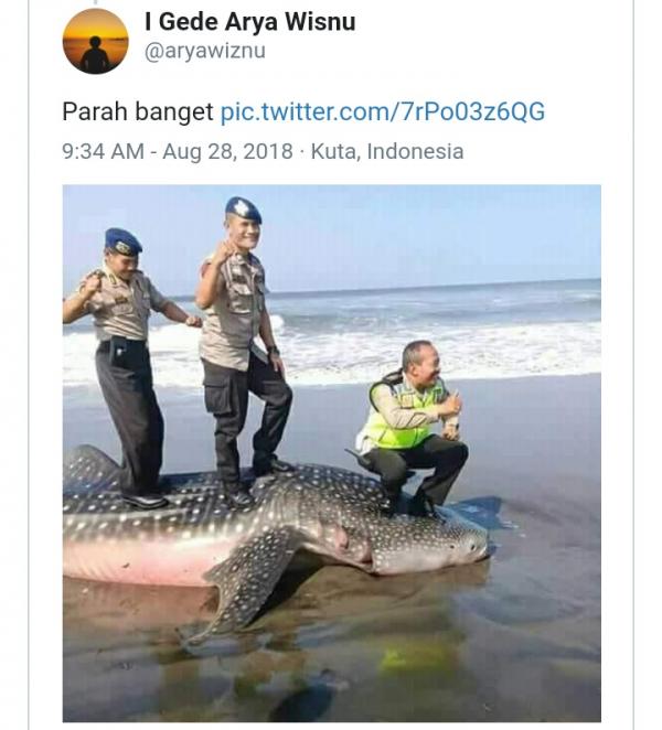 Viral 3 Oknum Polisi Naiki Bangkai Hiu Raksasa, Polda DIY Minta Maaf