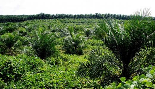 Pembangkit Listrik Limbah Sawit Pertama Dibangun di  Riau