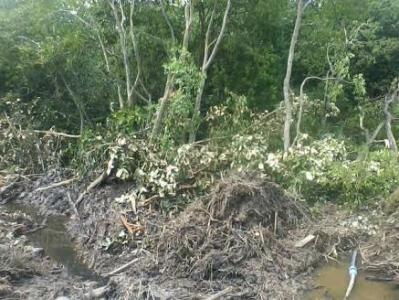 Pembangunan Fasilitas Darat Pelabuhan Roro Air Putih  terindikasi keperambah Kawasan hutan magrove