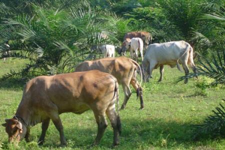 Pedoman Integrasi Sapi-Perkebunan Sawit Digodok Kementan