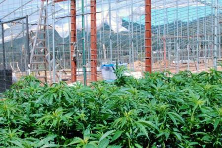 Legalkan Ganja, Negara Bagian AS Raih 3,1 Miliar Dolar