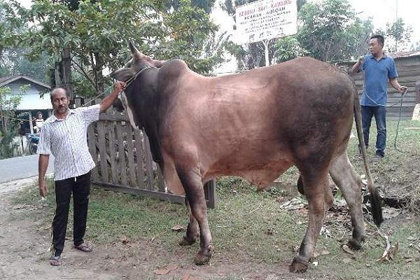 Anggota DPRD Pekanbaru Ini Qurban Sapi Seberat 1,425 Ton