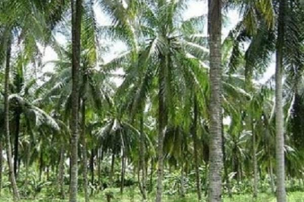 BLH Inhil Verifikasi Kerusakan Kebun Kelapa di Sungai Bungus