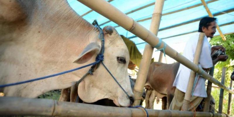 DPPKP Meranti Perketat Pengawasan Hewan Kurban
