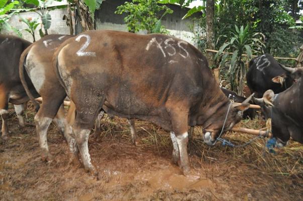 DPRD Ingatkan Distanak Pekanbaru Awasi Secara Ketat Hewan Qurban