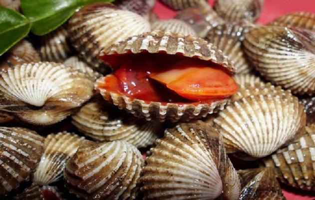 Dalam Waktu Dekat, DKP Meranti Tinjau Lokasi Pembudidayaan Kerang di Melai
