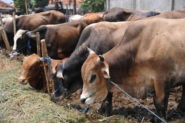 Jelang Idul Adha 1436 H, DPPKP Meranti Siapkan 250 Ekor Sapi