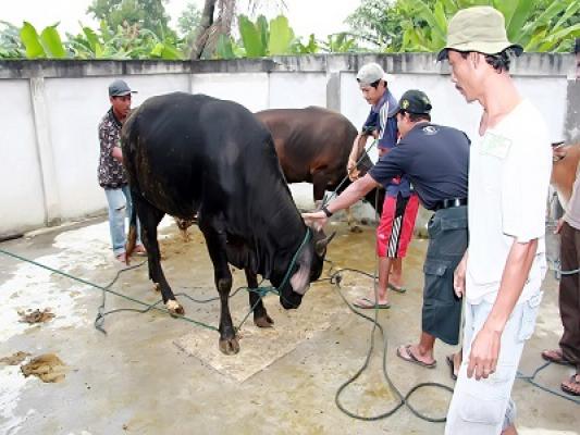 Kesehatan 822 Hewan Kurban di Dumai Telah Diperiksa Disnakkanla