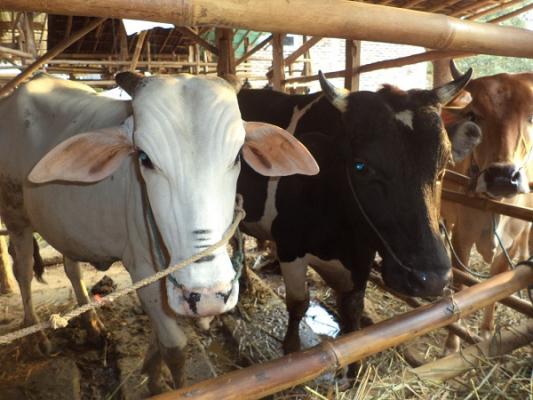 Komisi II Agendakan Sidak Hewan Qurban