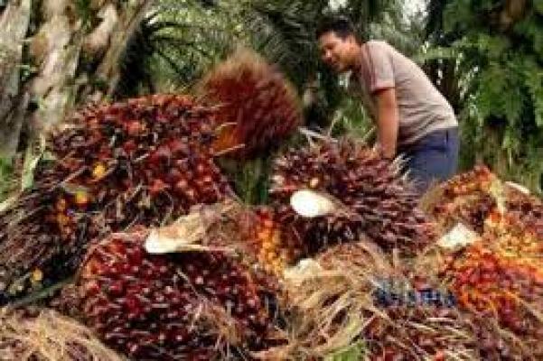 Komisi II DPRD Inhil Meminta Pemkab Mengkaji Pembangunan Pabrik Kelapa Sawit (PKS)