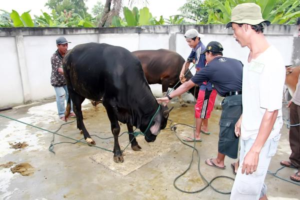 Stok Hewan Kurban di Dumai Capai 1.500 Ekor