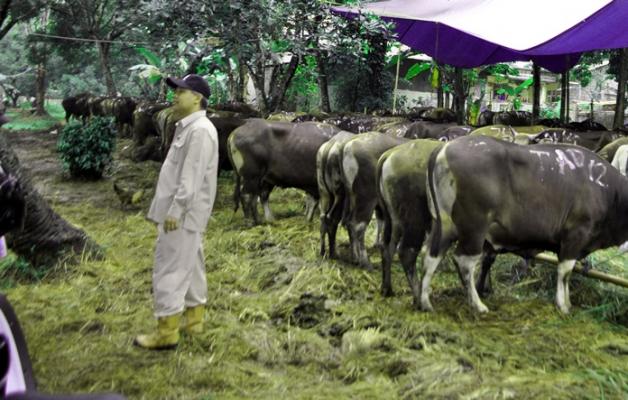 Pemko Pekanbaru Berqurban 31 Ekor Sapi Tahun Ini