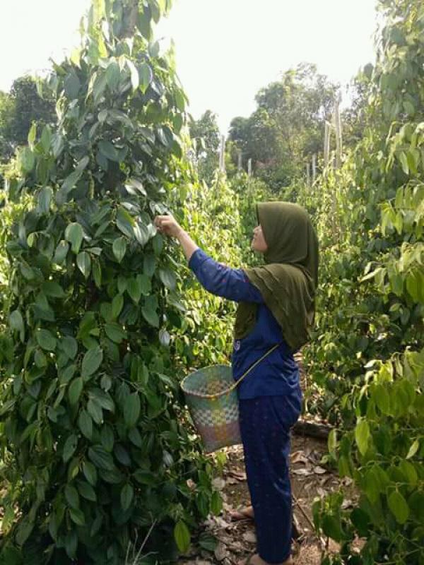  Harga Lada Anjlok, Para Petani di Babel Tunda Penjualan Hasil Panen 