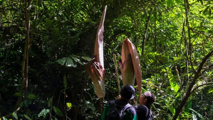 Menakjubkan!! Bunga Bangkai Terbesar di Dunia Ditemukan di Riau 