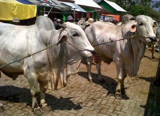 Sapi Mengamuk, Kakek 60 Tahun Terlempar Hingga 5 Meter 