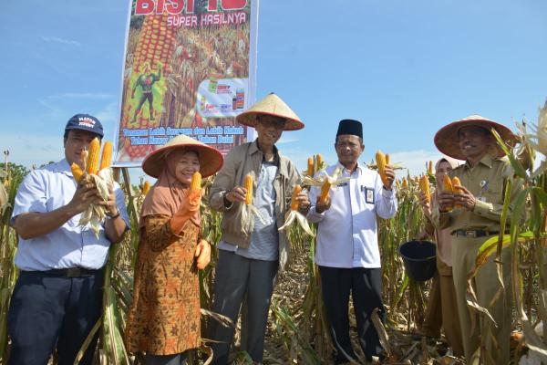   Bupati Kampar H.Aziz zaenal Panen Jagung Hibrida Proyek Percontohan di Tambang