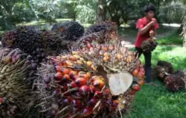  PKS PT Padasa Kokar Tolak Buah Sawit Masyarakat  ?