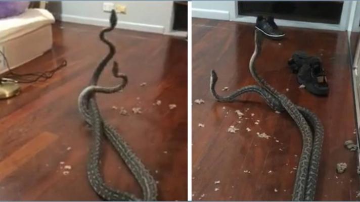 Brakkk! Dua Ular Piton Tiba-tiba Jatuh dari Atap, Keduanya Saling Melilit
