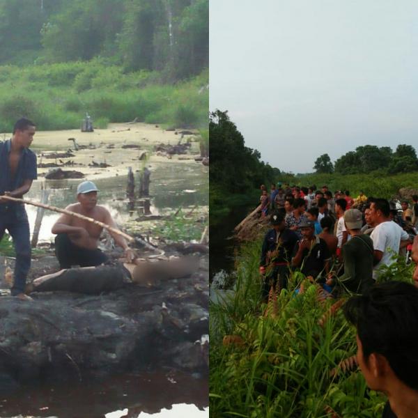 Diduga diterkam buaya, petani di Rokan Hilir ini ditemukan warga sudah tidak bernyawa 