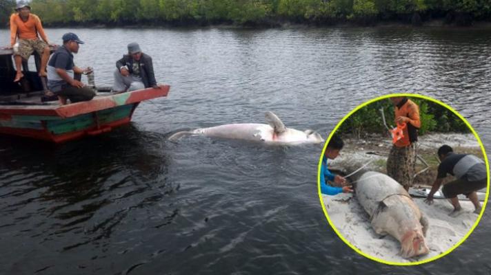 Foto-foto Nelayan Temukan Ikan Duyung Kondisi Mati di Sungai, Kenapa Bukan di Laut Lepas?