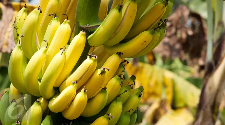 Ini 5 Hal yang Akan Terjadi Jika Setiap Hari Anda Makan Pisang