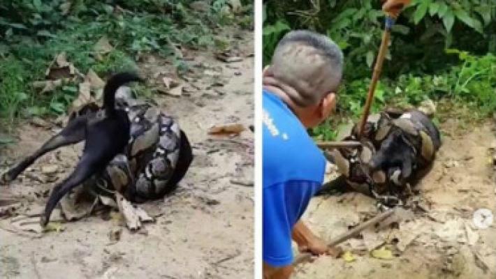 Ngeri, Video Ular Piton Membelit Anjing Hingga Tak Berdaya