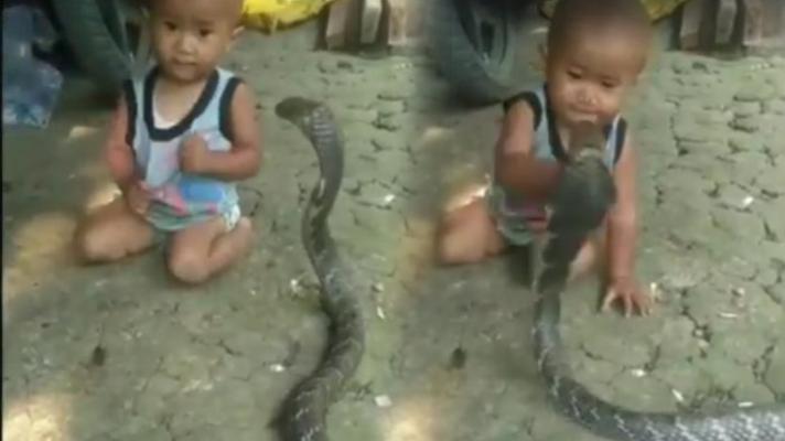 Seorang Balita Dibiarkan Bermain dengan Ular Kobra, Tak Menyerang Meski Dipukul-pukul