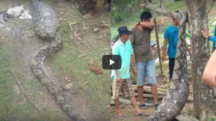 Ular Piton Raksasa Ditemukan Dengan Perut Kembung, Begitu Dibelah Ternyata Ini di Dalamnya