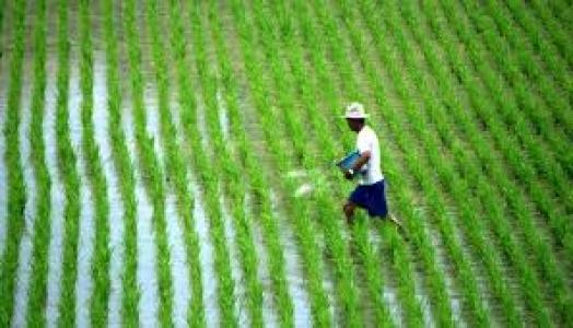 Lima Juta Petani Tinggalkan Lahan Pertanian