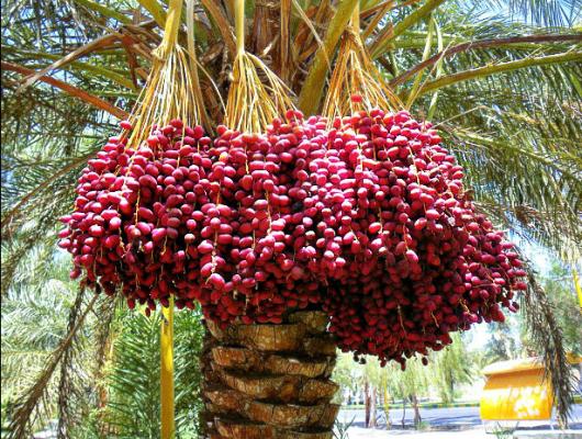 Benarkah Kurma Bisa Melancarkan Persalinan?