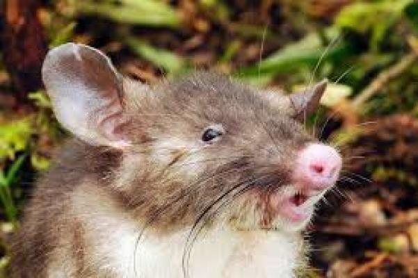 Ilmuwan Temukan Spesies Tikus Baru di Indonesia  