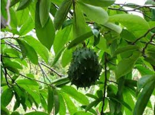 Manfaat Daun Sirsak Yang Menabjubkan