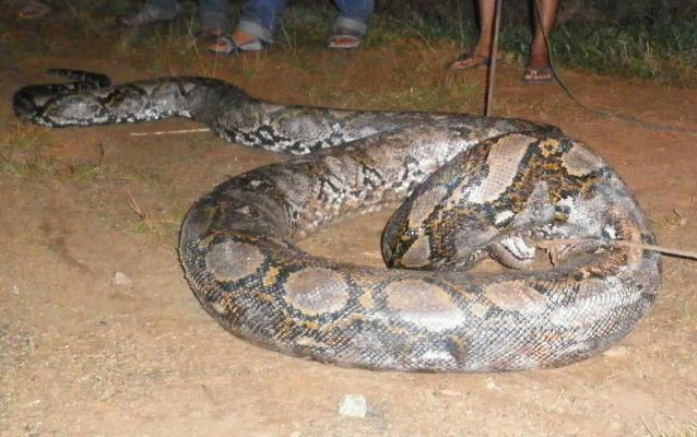 Ular Piton 5 Meter Hebohkan Pengunjung Stadion Utama Riau