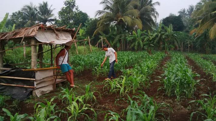 Warga Banglas Sulap Pekarangan Rumah Jadi Kebun