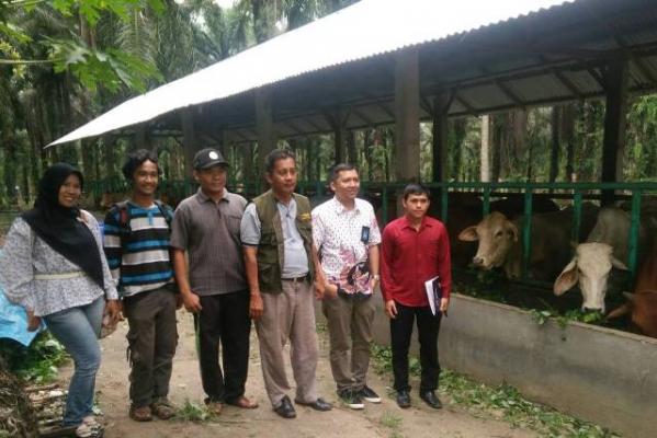Bantuan 48 Ekor Sapi Dari Pemprov Riau, Rohil Komitmen Jadi Daerah Sentra Daging Sapi