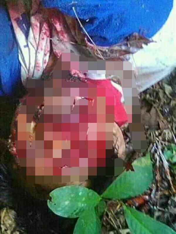 Beruang Liar Serang Warga di Kebun Karet Daerah Kampar Kiri, 1 Orang Tewas dan 1 Lagi Luka Parah