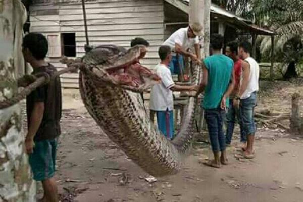 Gigit Penangkapnya, Piton Sepanjang 7 Meter Digoreng Warga