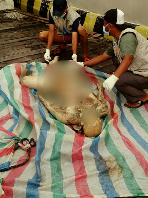 Nakhoda Kapal Temukan Mayat Mr X di Perairan Sinaboi, Begini Kondisinya  