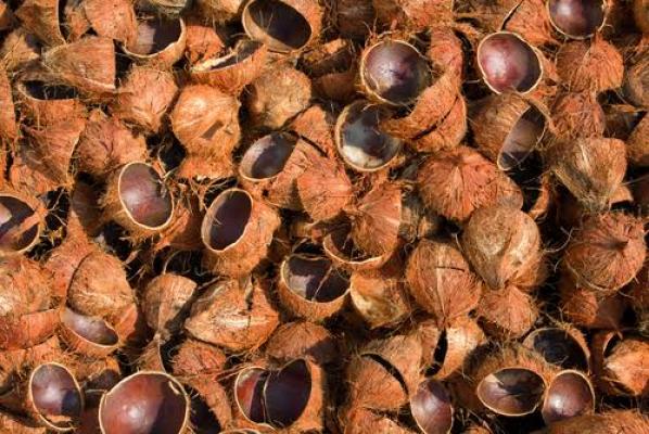 Arang Batok Kelapa Indonesia Diminati Srilanka dan Korsel
