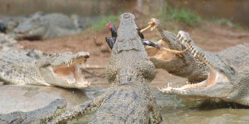 Lagi mandi di Sungai, remaja di Riau diterkam buaya