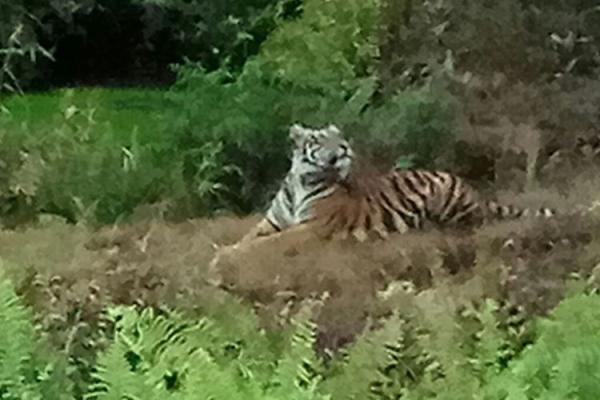 Warga Drsa Teluk Nibung Indragiri Hilir Resah,Sudah 4 Ekor Sapi di Serang Harimau