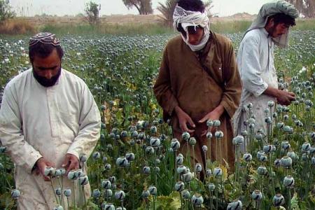 Produksi Opium Afganistan Mencapai Rekor Tertinggi