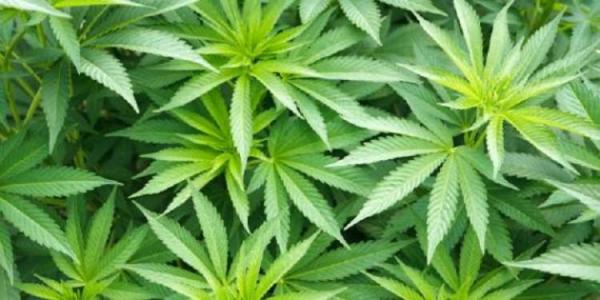 Kanker Otak Bisa Disembuhkan Dengan Ekstrak Ganja