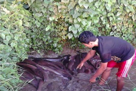 Pembenihan  Ikan Lele Mikroaerofilter Karya Mahasiswa Undip