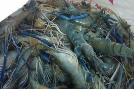 Kabupaten Bantul jadi Sentra Budi Daya Udang Galah