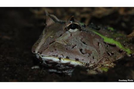Jus Katak Diyakini Dapat Sembuhkan Asma