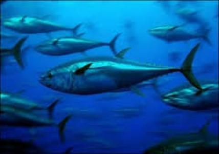 Gebrakan Susi,  Ingin Tuna Indonesia Taiwan Merengek 